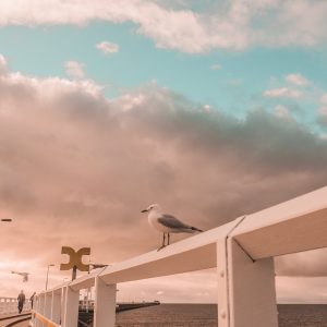 The Busselton Bird