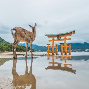 The Deer
