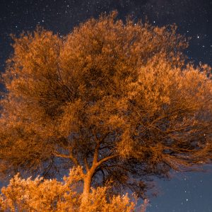 The Star Tree