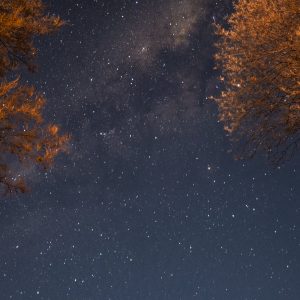 The Branch Way